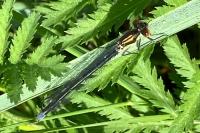 Erythromma najas