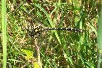 Onychogomphus forcipatus
