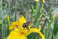 Brachytron pratense