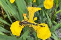 Brachytron pratense