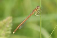 Platycnemis acutipennis