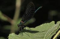 Calopteryx virgo