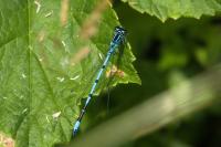 Agrion jouvencelle