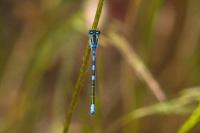 Coenagrion scitulum