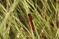 Crocothemis erythraea