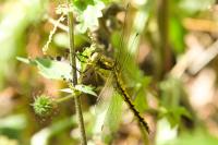 Orthetrum cancellatum
