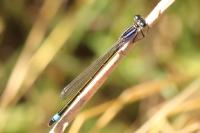 Ischnura elegans