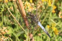 Orthetrum cancellatum