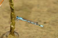 Enallagma cyathigerum