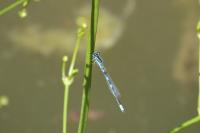 Coenagrion scitulum