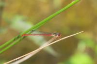 Ceriagrion tenellum