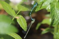 Coenagrion mercuriale