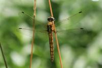 Orthetrum cancellatum