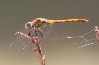 Sympetrum striolatum