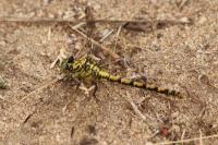 Onychogomphus forcipatus