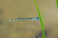 Erythromma lindenii