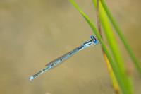 Erythromma lindenii