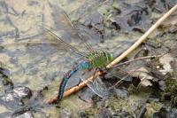 Anax imperator
