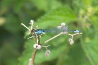 Erythromma viridulum