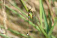 Lestes virens