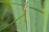Lestes barbarus