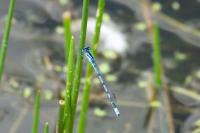 Enallagma cyathigerum