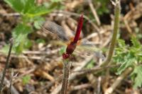 Crocothemis erythraea