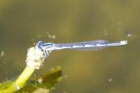 Erythromma lindenii