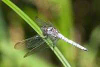 Orthetrum coerulescens