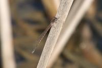 Sympecma fusca