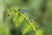 Coenagrion puella