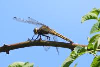 Orthetrum cancellatum