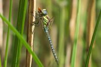 Brachytron pratense