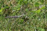 Anax imperator