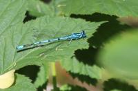 Coenagrion puella