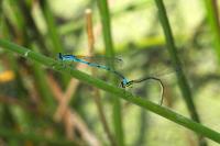 Coenagrion puella