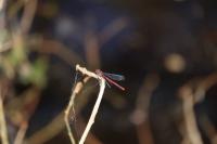 Pyrrhosoma nymphula