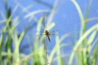 Libellula quadrimaculata