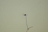 Libellula depressa