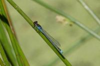 Erythromma najas