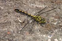 Onychogomphus forcipatus