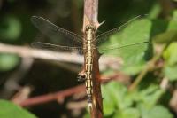 Orthetrum albistylum