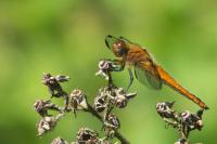 Libellula fulva