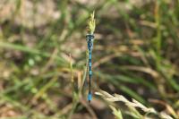 Coenagrion scitulum