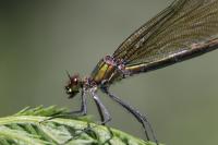 Calopteryx splendens