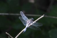Libellula fulva