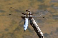Libellula depressa