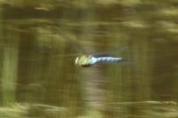 Anax imperator