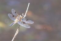 Libellula quadrimaculata