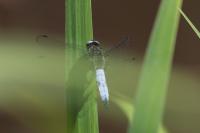 Libellula fulva